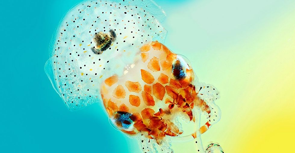 This British organization asked for beautiful science photos. Here are 13 finalists.