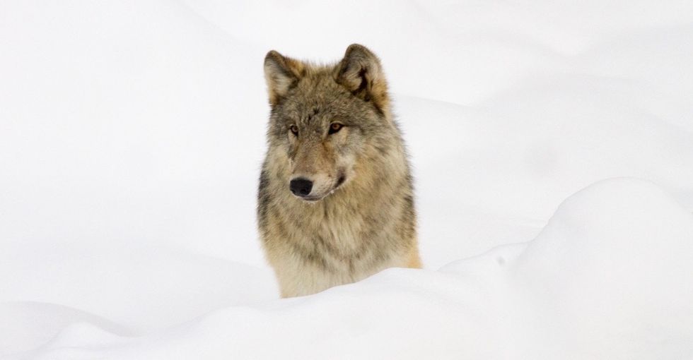 When wolves were reintroduced in Yellowstone, some unexpected species benefitted.