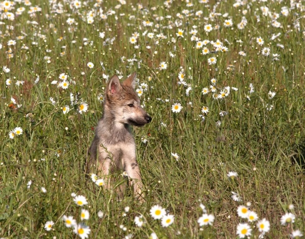 Why conservationists want to bring wolves back to Colorado.