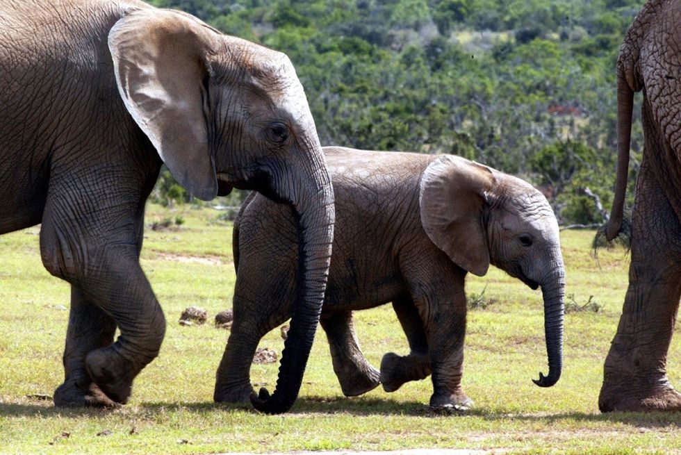 Nómade the elephant was born without tusks. Now her mutation is