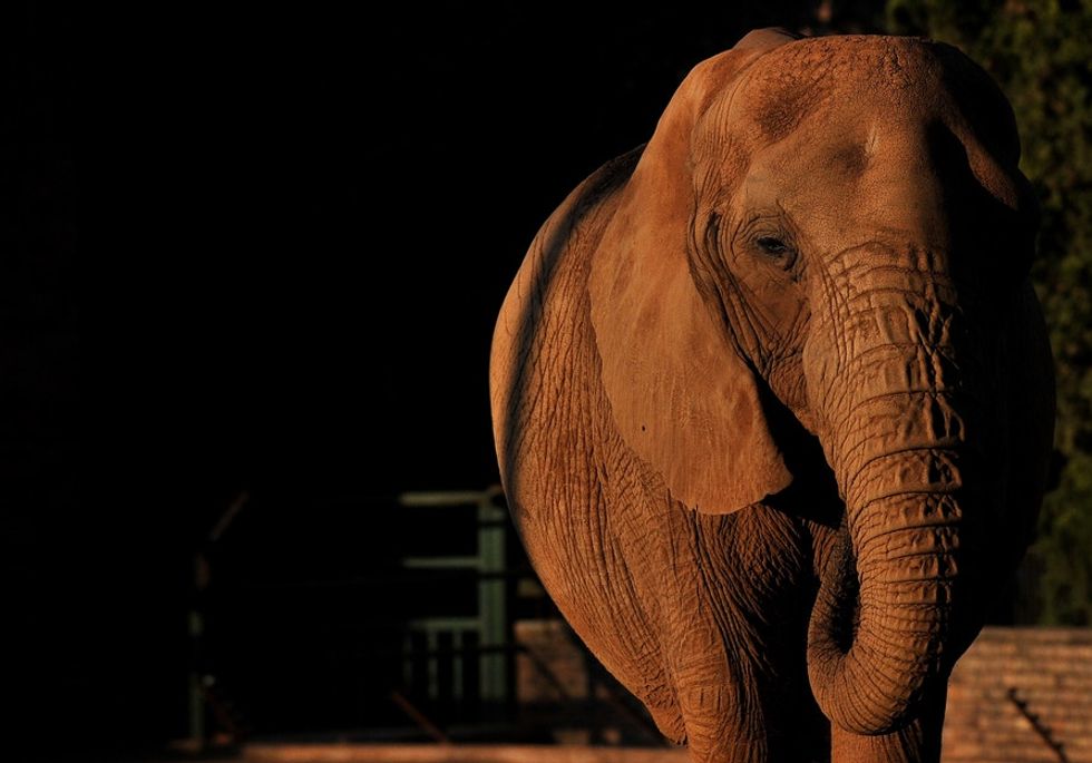 Nómade the elephant was born without tusks. Now her mutation is mainstream.