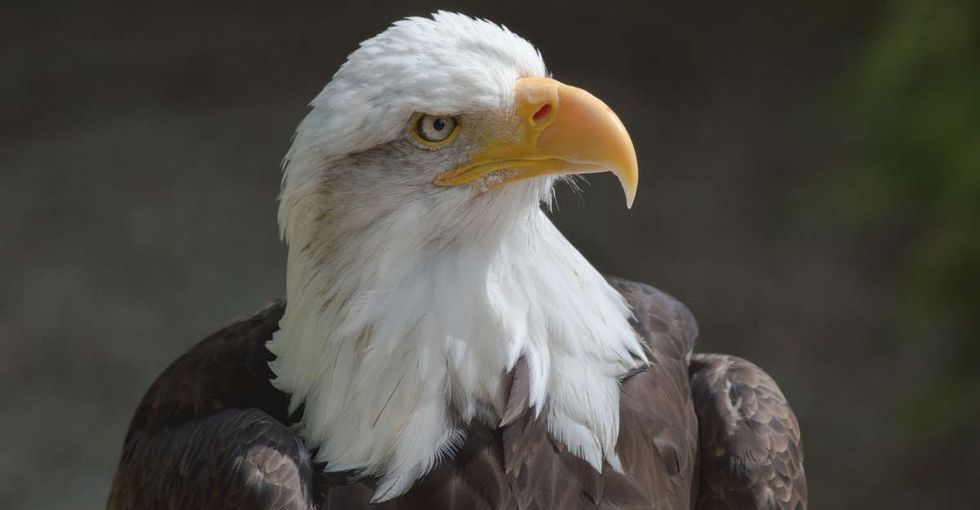 23 un-American things you can totally do in America, no matter what Donald Trump says.