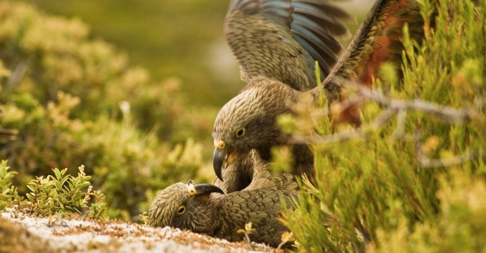 A good laugh is contagious. These New Zealand parrots seem to agree.