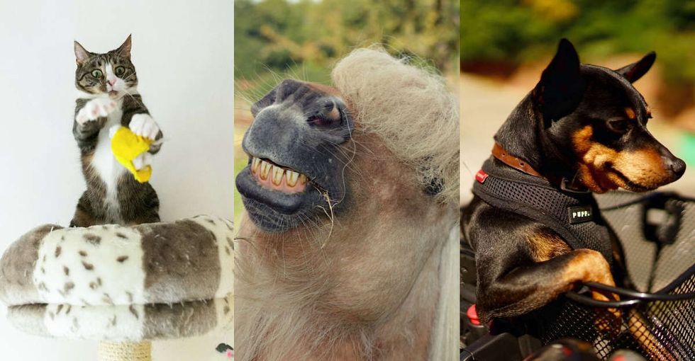A contest is looking for the world's funniest pet photo. Here are 23 of