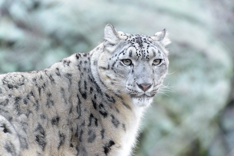will logic pro 8 work on snow leopard