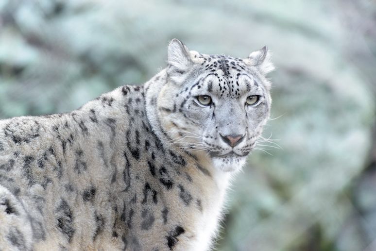 11 Cold Hard Facts That Show Why The Snow Leopard Is Unlike Any Other Feline Upworthy