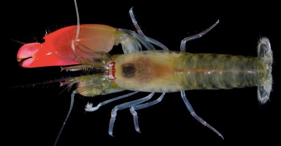 Scientists discover a new shrimp that kills with sound, name it after Pink Floyd.