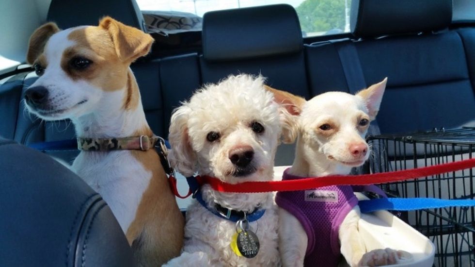 Why one woman decided to open up her home — and her car — to help homeless dogs.