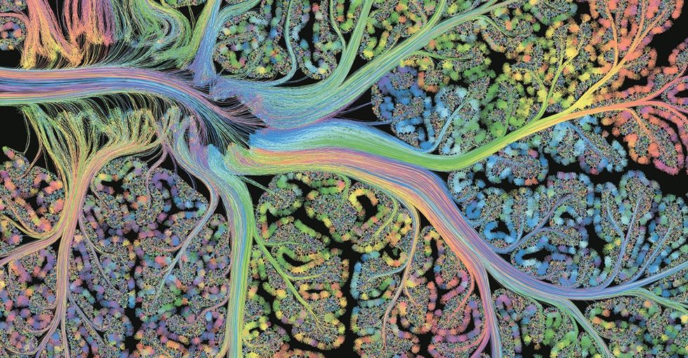 2 scientists turned a human organ into an art project. Here are 11 stunning images.