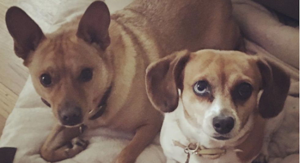 These adorable shelter pets are eager to prove that adopting is the way to go.