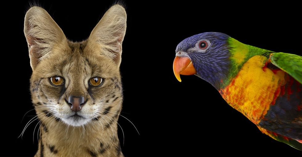 11 animal portraits that will inspire you to get back to nature.
