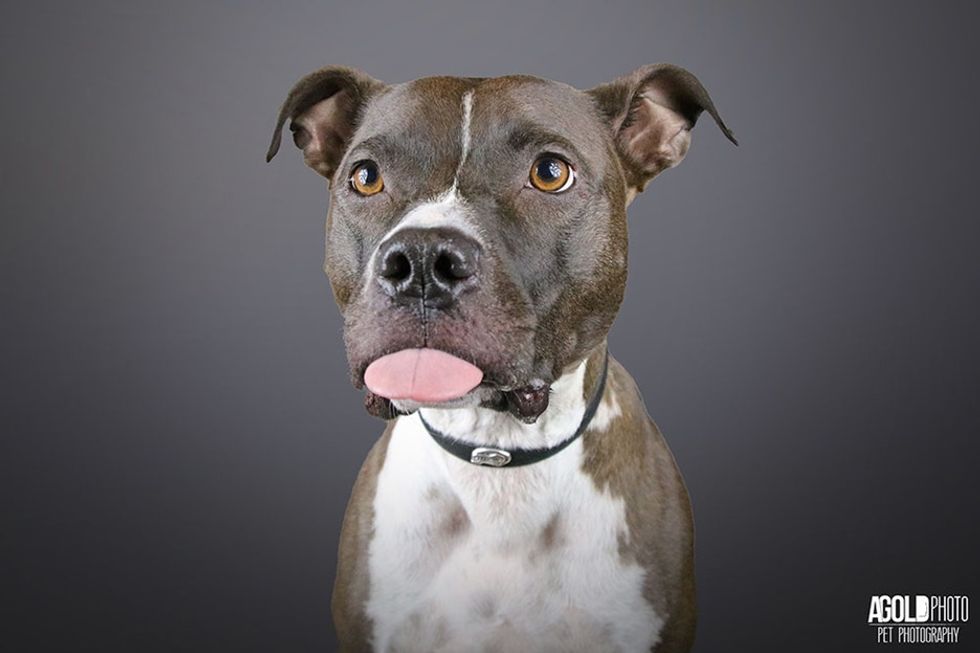 He noticed pit bulls weren't being adopted. So he grabbed a camera and got to work.