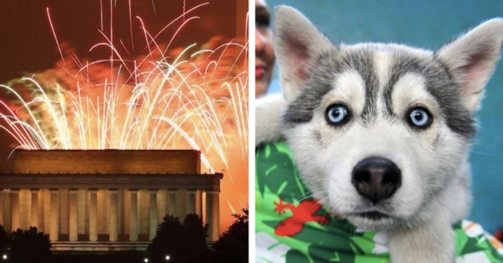 Dog parents: Here's how to calm down your dog during fireworks.
