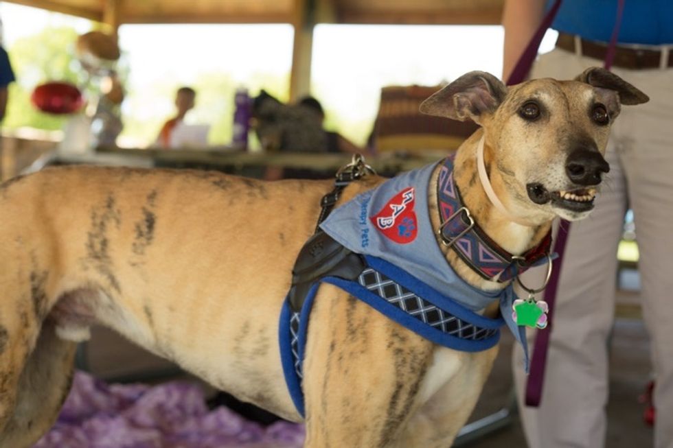 Why paws and whiskers can be the best therapy for people in need of TLC.
