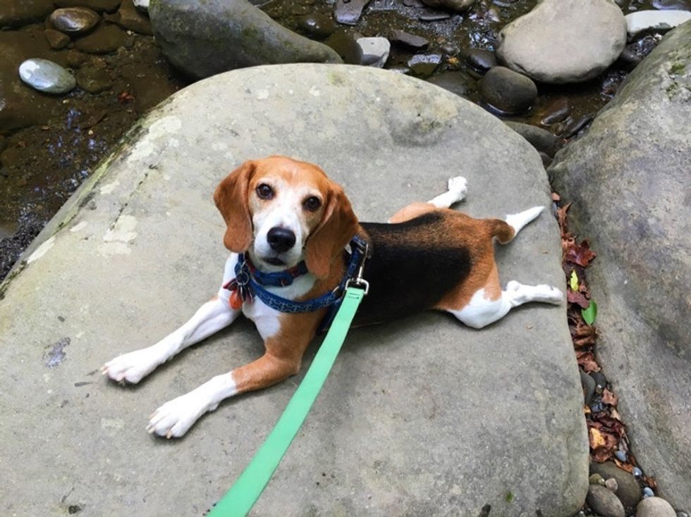 If you have your heart set on a puppy, this older beagle might just change your mind.