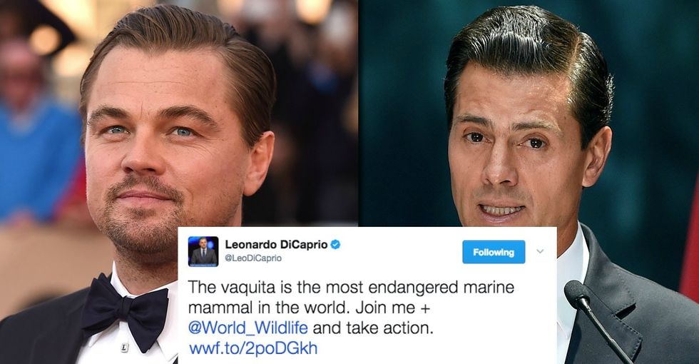 Mexico's president reacts to pressure from Leonardo DiCaprio to save a species.