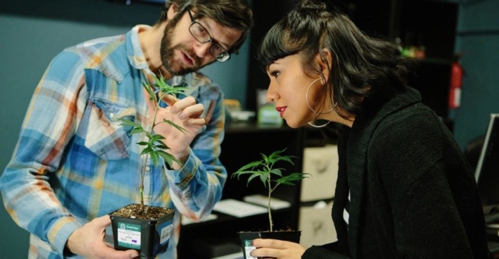 Why guidelines regulating legal cannabis businesses may be doing more harm than good.