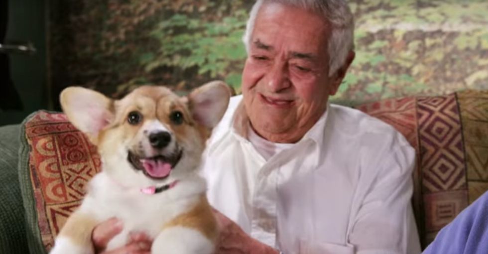 Puppies invaded a retirement home, preschool, and gym. Pure bliss ensued.