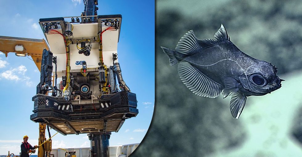 A rover dived to the bottom of the ocean — again. 15 photos show what it discovered.