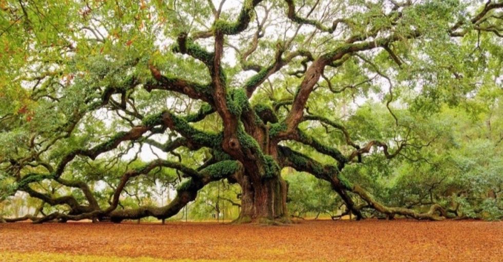 21 trees going out on a limb to ask for your help.