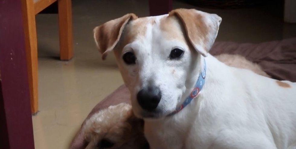 One woman's creative solution to help homeless senior dogs live out their golden years.