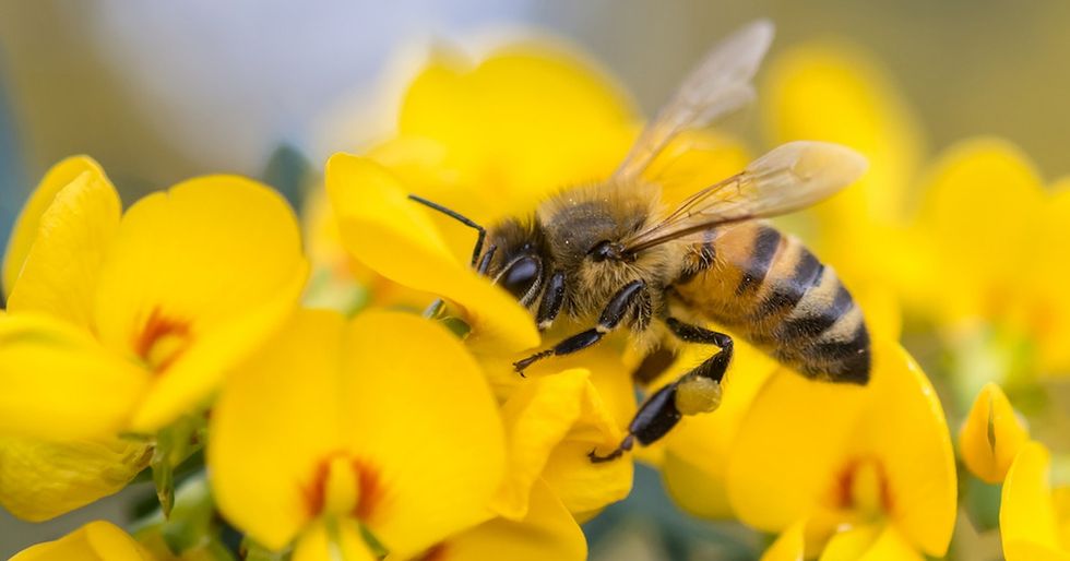 Drill holes in some wood and put it outside. Good job — you just helped save the bees.