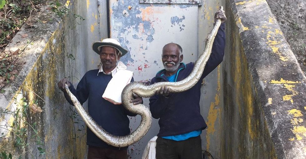 Famous Indian snake hunters have been deployed to Florida to fight pythons.