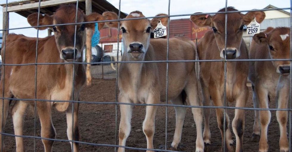 Robot cheesemakers and bovine pickpockets: What you don't know about life on a dairy farm.