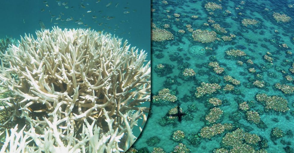 An ancient and stunning natural wonder is dying. It should be a wake-up call to all of us.