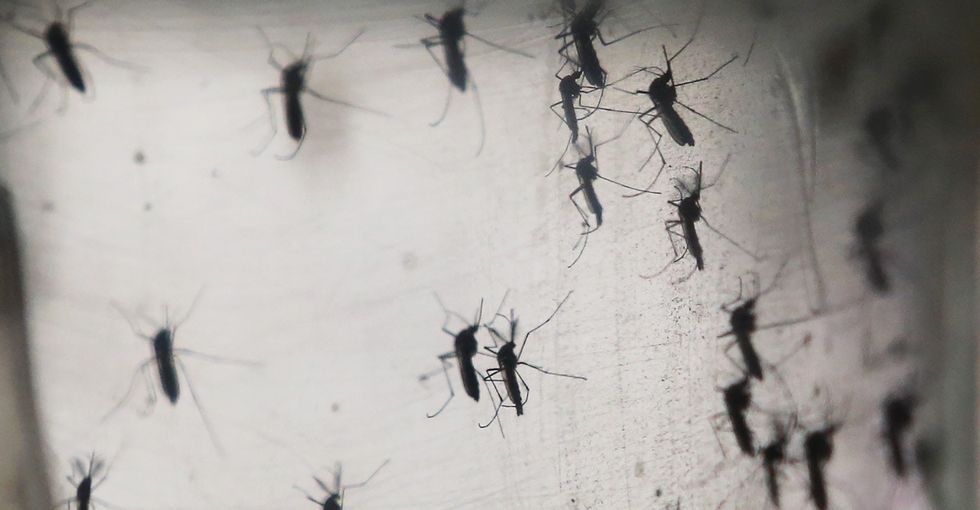 He spent his life studying mosquitoes, and then it became personal.