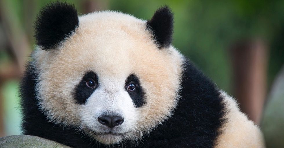 Why pandas are black and white and 24 other things you might not know about these animals.