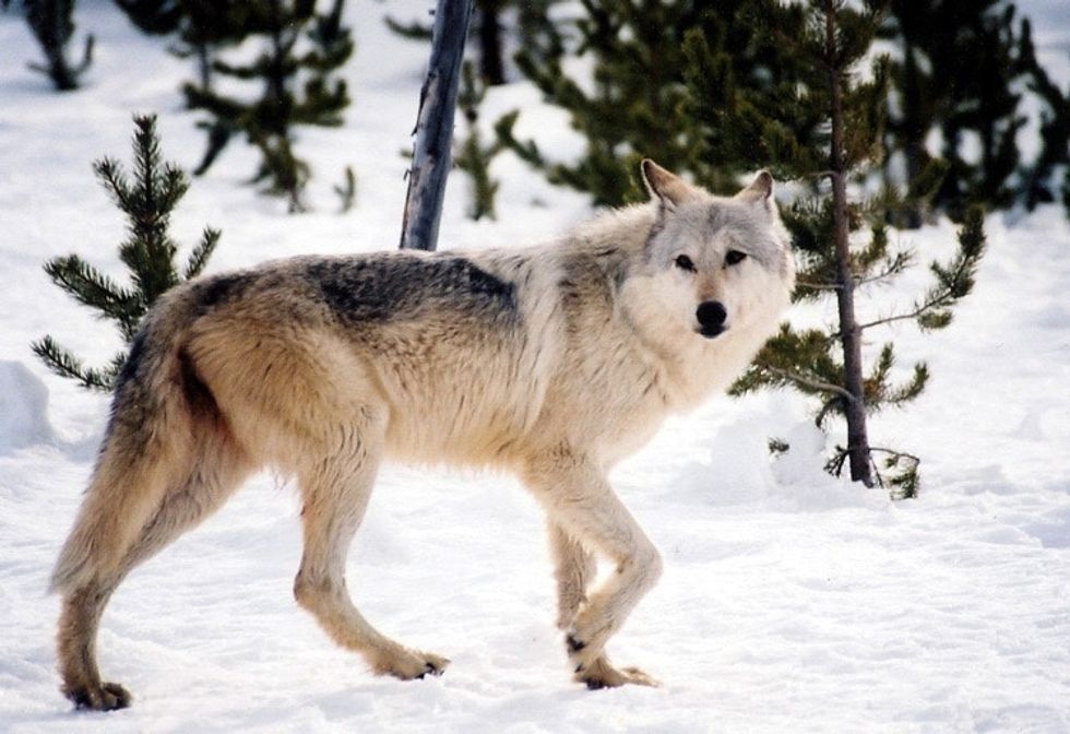 Why wolves mate for life and 22 other interesting things to know about