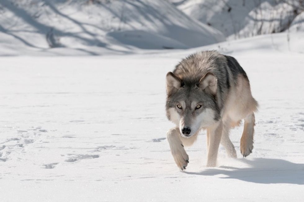 Why wolves mate for life and 22 other interesting things to know about these animals.