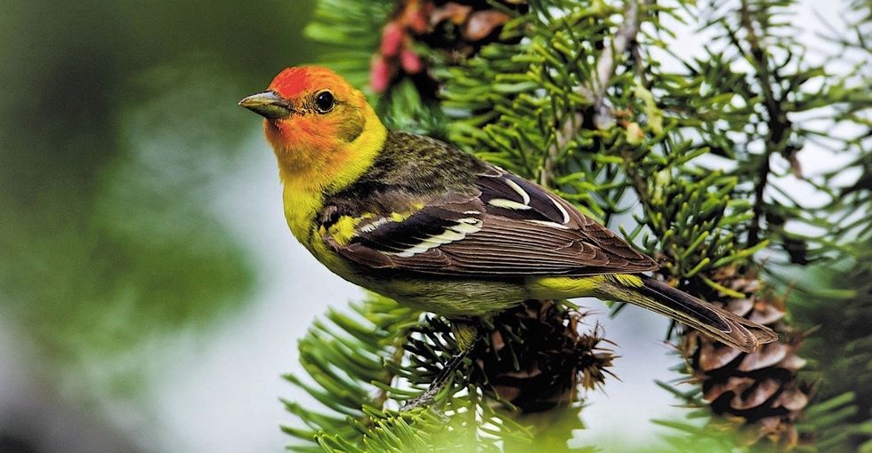 What to plant in your garden to attract the prettiest birds.