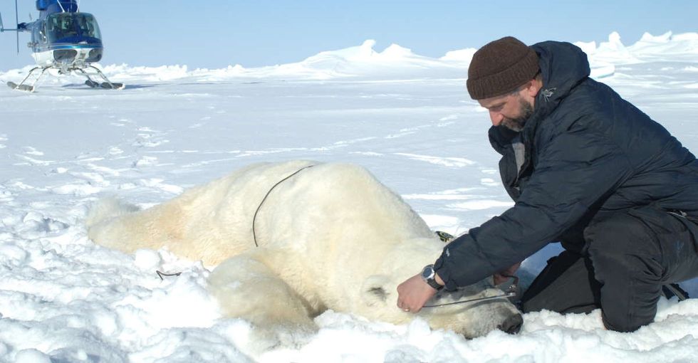 A scientist who has studied polar bears for 34 years is starting to get really worried.