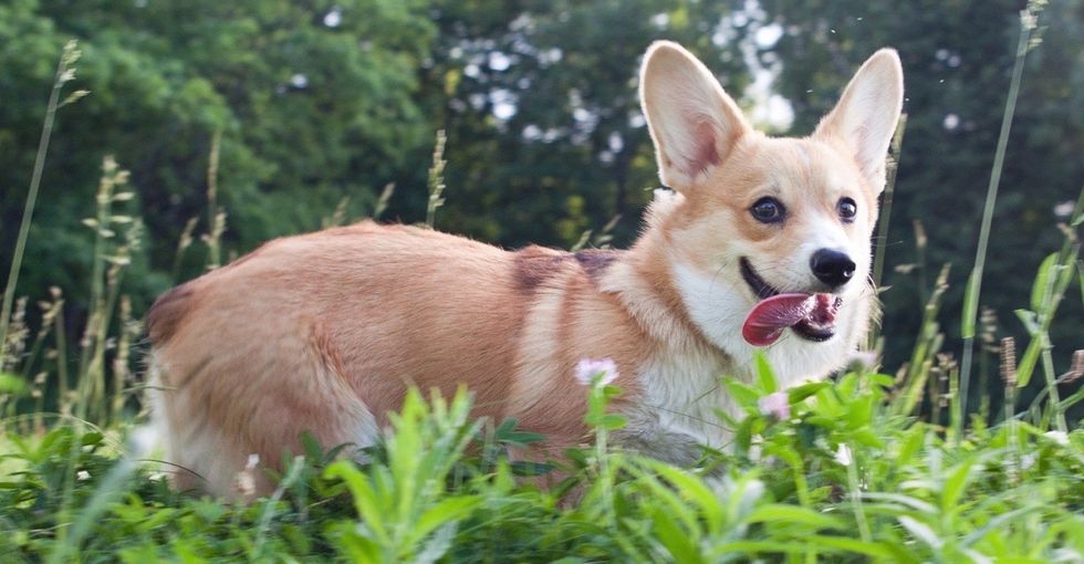 Why the military got scientists to show married couples puppy pictures.