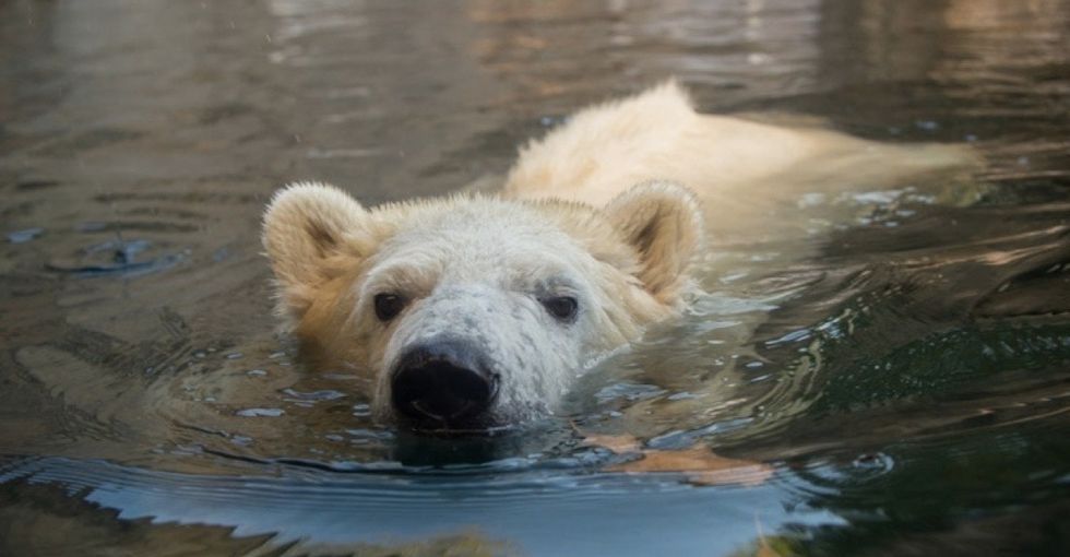 Meet Nora, one of the cuddliest research assistants to study climate change.
