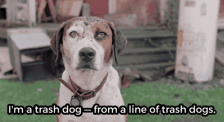 8 Powerful Lessons About Love Life And Self Care From A Talking Dog On Tv Upworthy 8 Powerful Lessons About Love Life And Self Care From A Talking Dog On Tv Upworthy