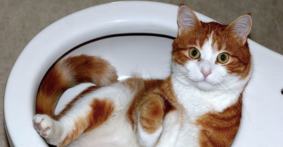 Are cats a liquid? Why do old men have big ears? The Ig Nobel Prizes have the answers.