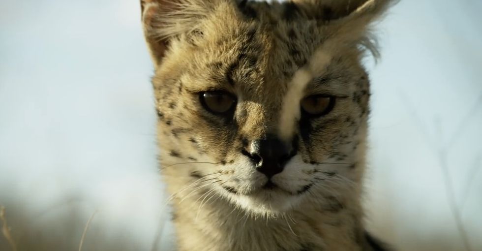 BBC uploaded 40 hours of beautiful 'Planet Earth II' bonus footage to YouTube.
