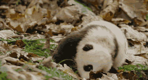 Behind the scenes of every cute baby panda, there's a mama bear. - Upworthy