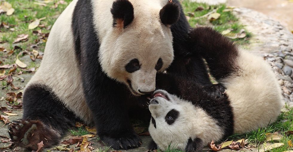 Behind The Scenes Of Every Cute Baby Panda There S A Mama Bear Upworthy