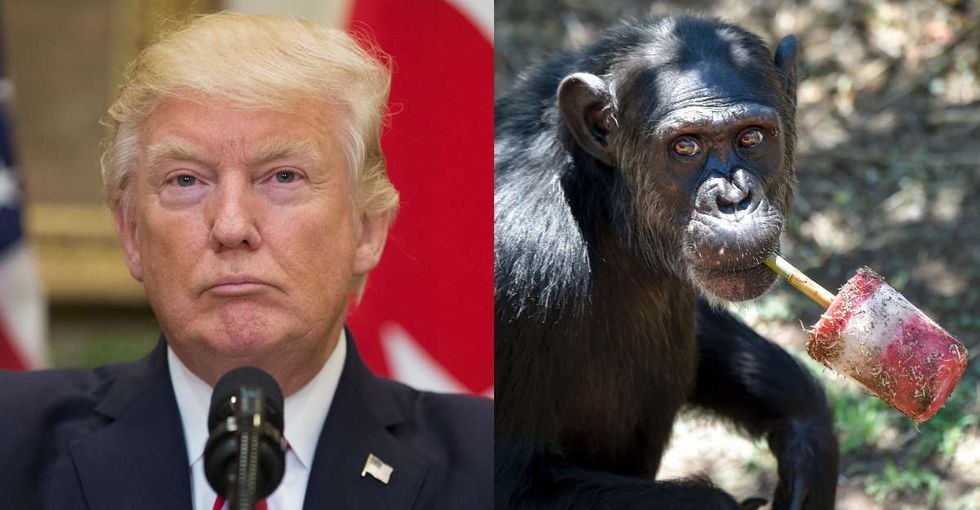 What chimps understand about keeping secrets that Donald Trump doesn't.