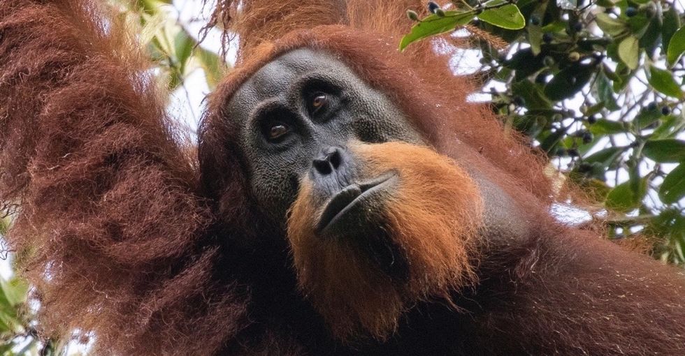 Orangutans are pretty much the best. And, guess what, there’s a whole new species.