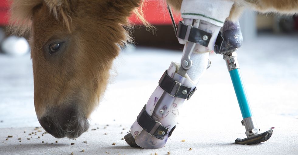 Disabled animals are getting a second chance thanks to an amazing prosthetic expert