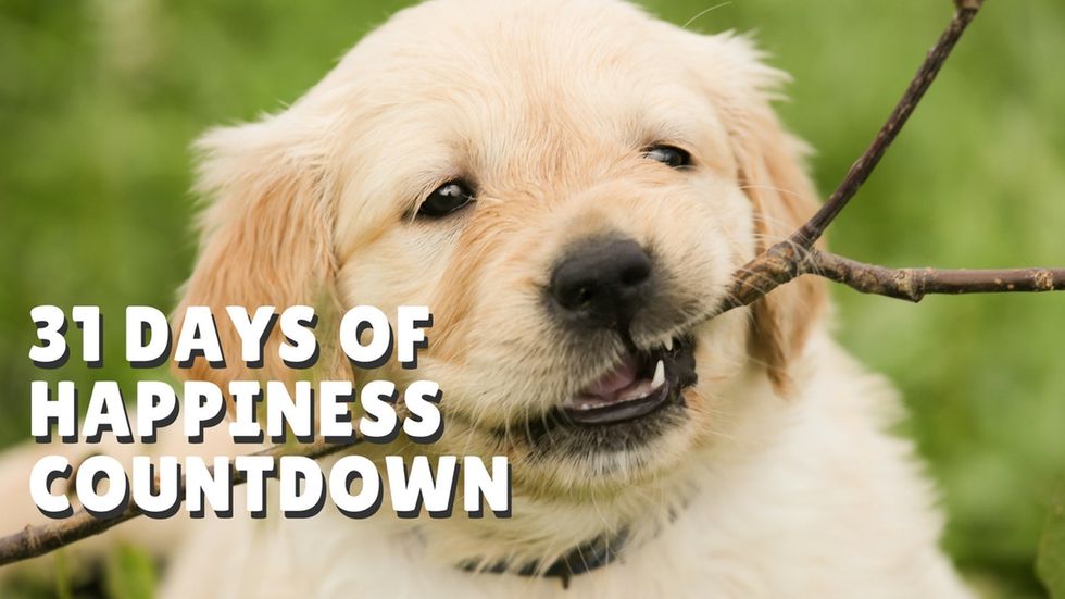 Count down to the new year with 31 Days of Happiness!