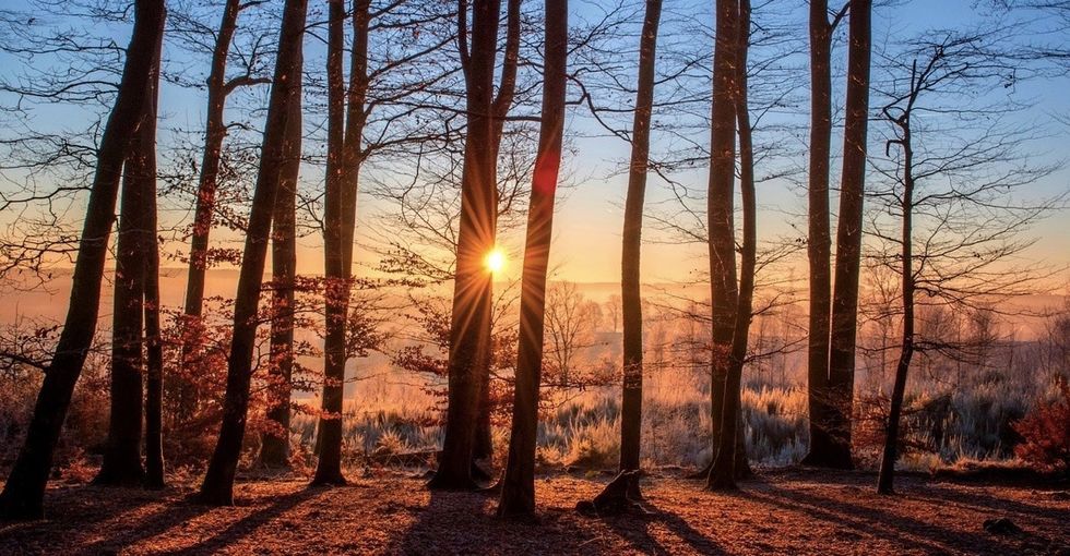 How India managed to plant 66 million trees in a single day and why we should copy them.
