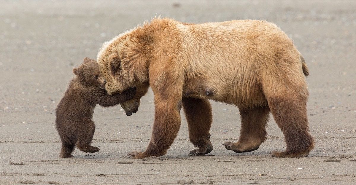 13 Stunning Photos That Might Win The Wildlife Photographer Of The Year ...