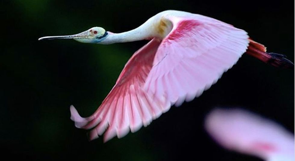 13 gorgeous photos of wild Florida that show why it's worth saving.