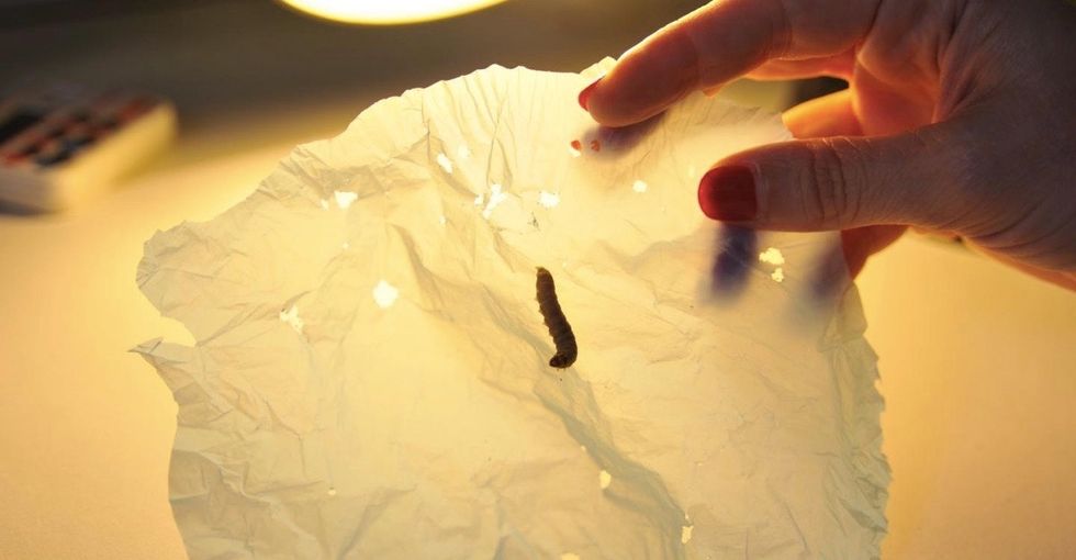 Plastic trash is gross. These hungry caterpillars might be able to help us get rid of it.